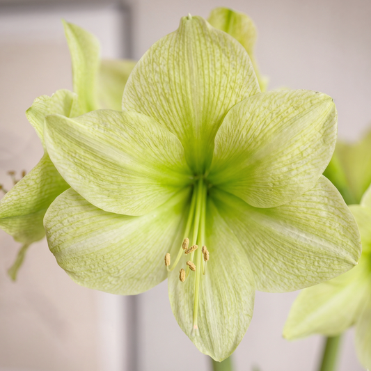 Amaryllis Fantasy