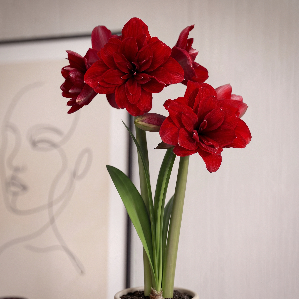 Amaryllis Double King