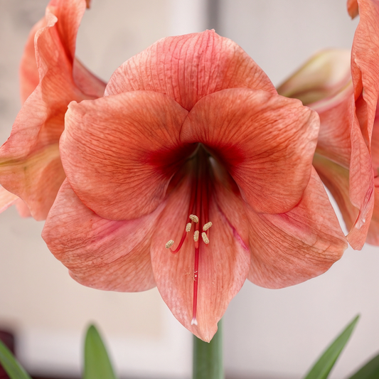 Amaryllis Bouquet