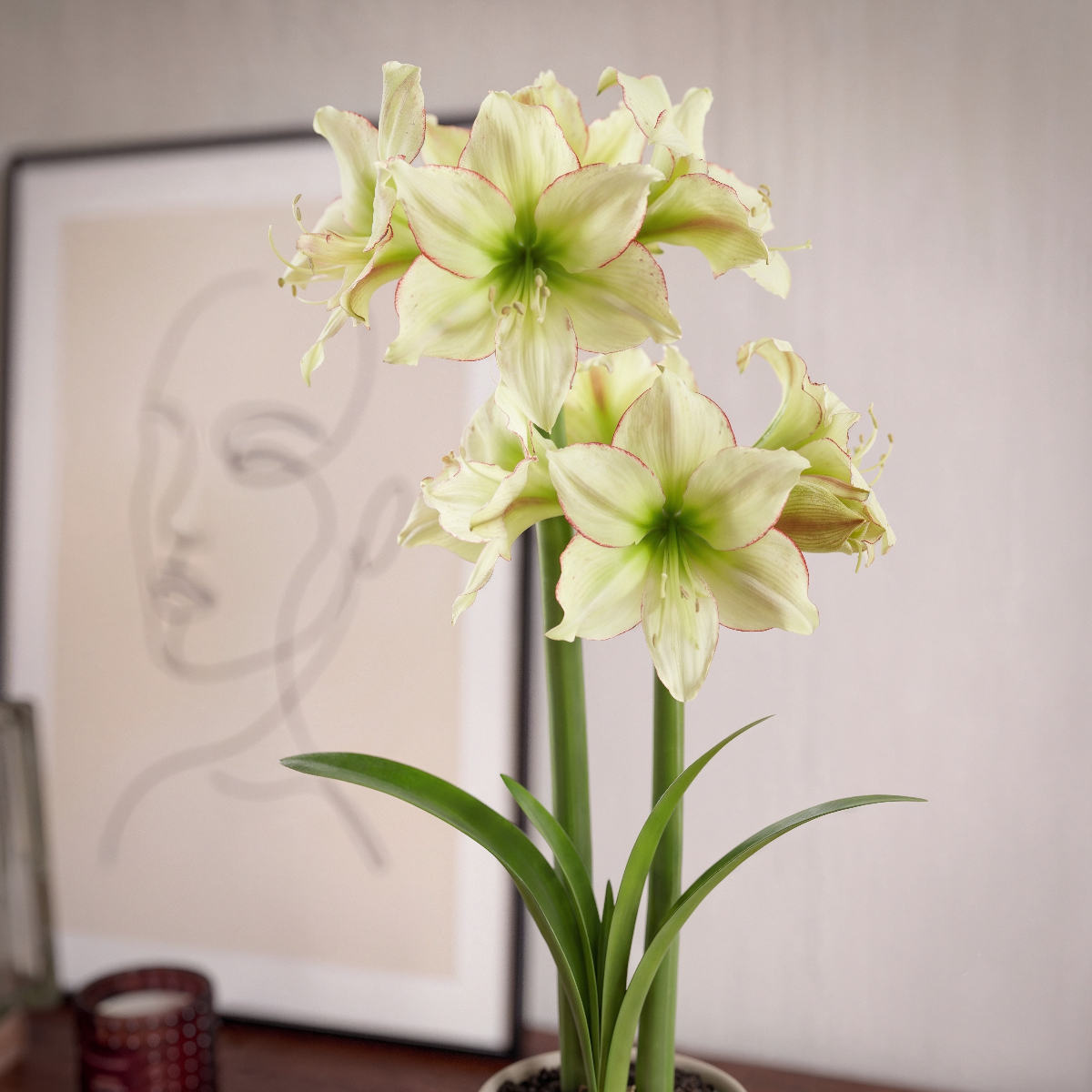 Amaryllis Lemon Cream