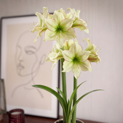 Amaryllis Lemon Cream