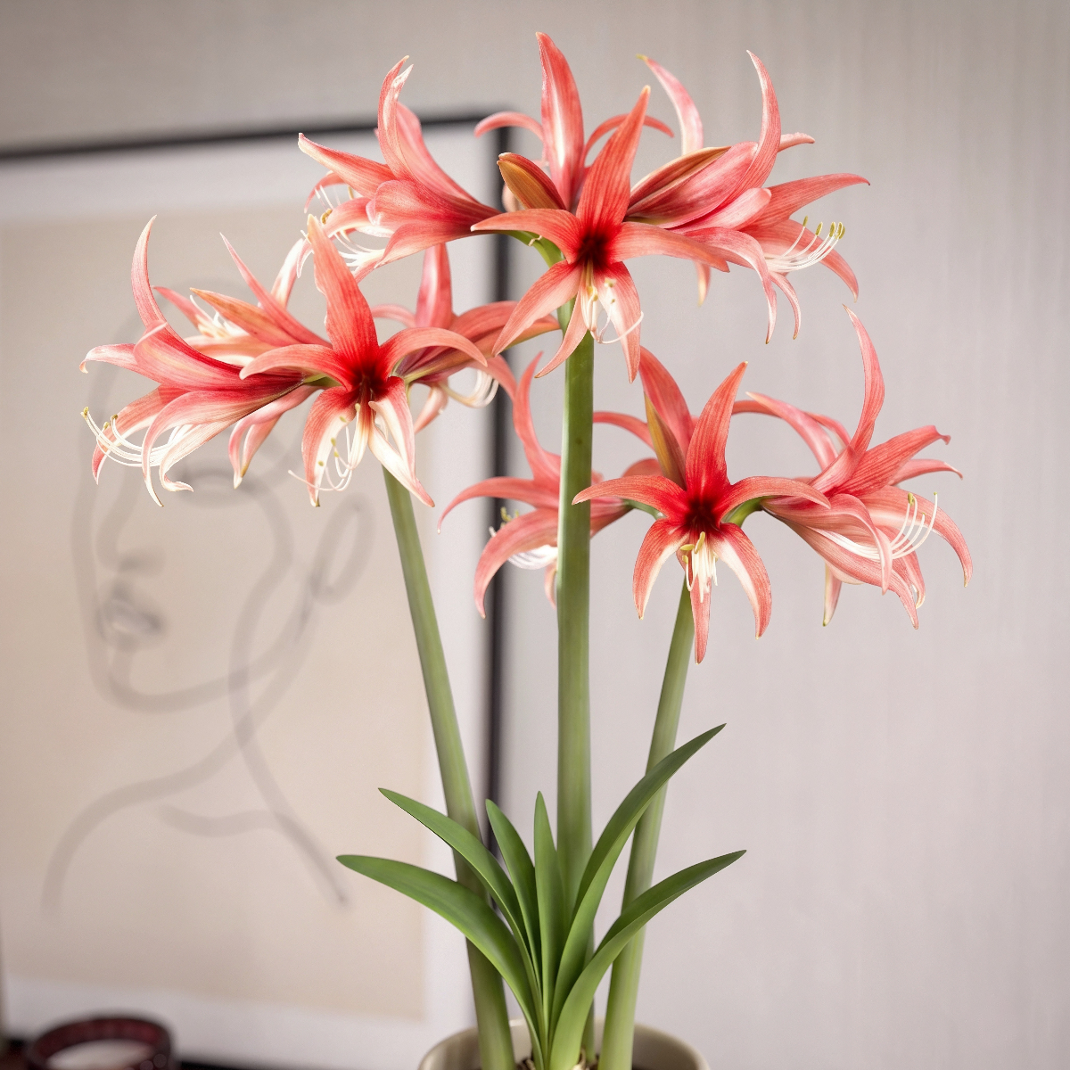 Amaryllis Rose Cybister