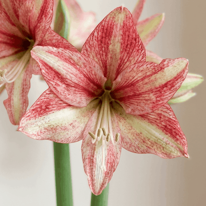 Amaryllis Vincent