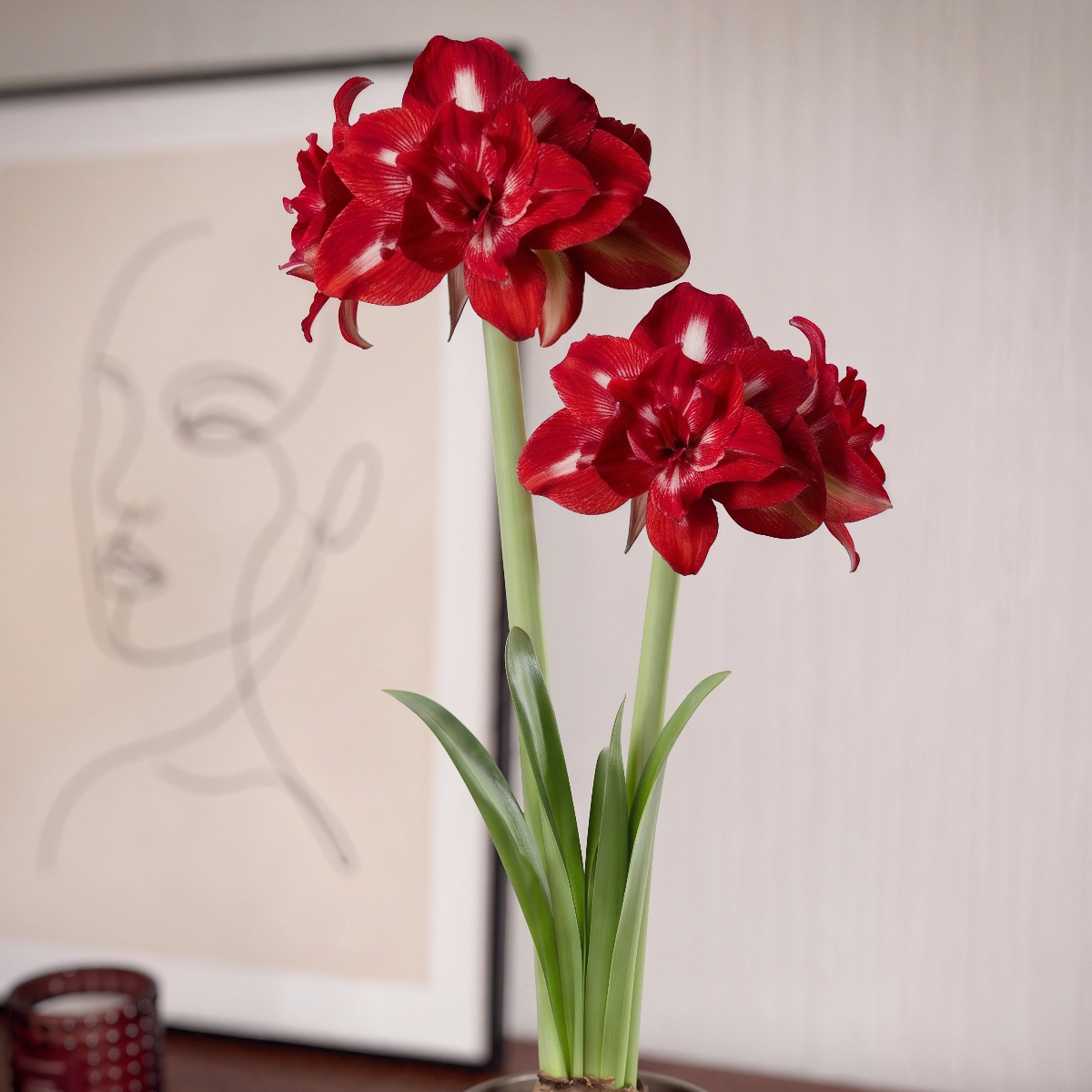 Amaryllis Rock-n-Roll