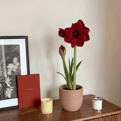 Amaryllis (Hippeastrum) Red Dream