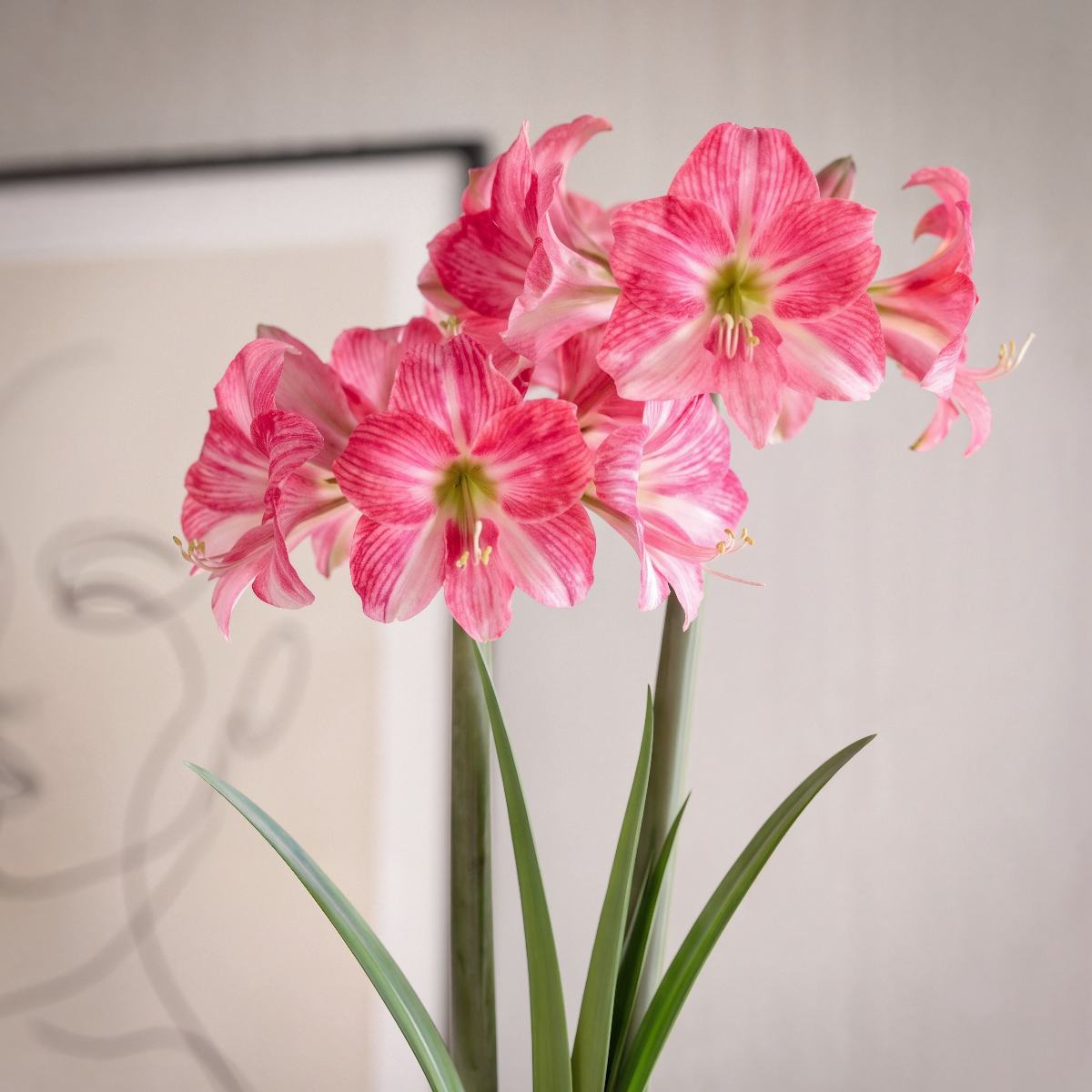 Amaryllis Neon