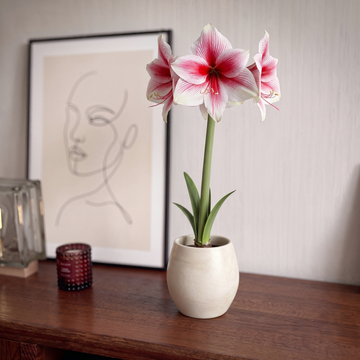 Amaryllis Pink Beauty