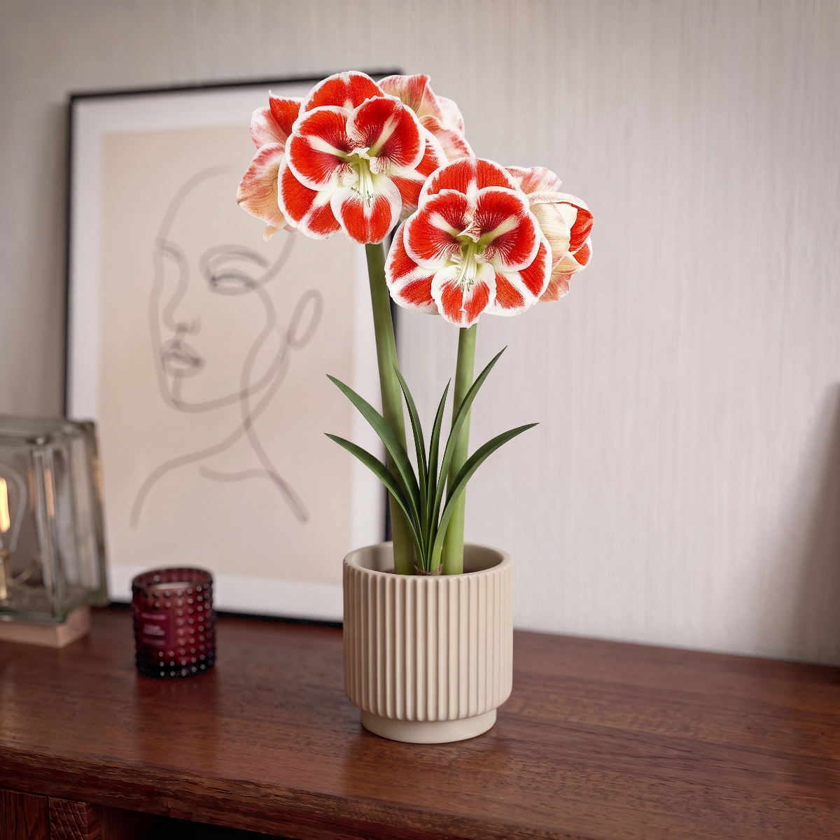 Amaryllis Samba