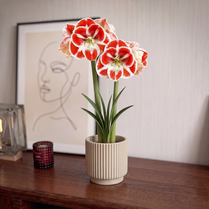 Amaryllis Samba