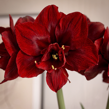 Amaryllis Velvet Nymph