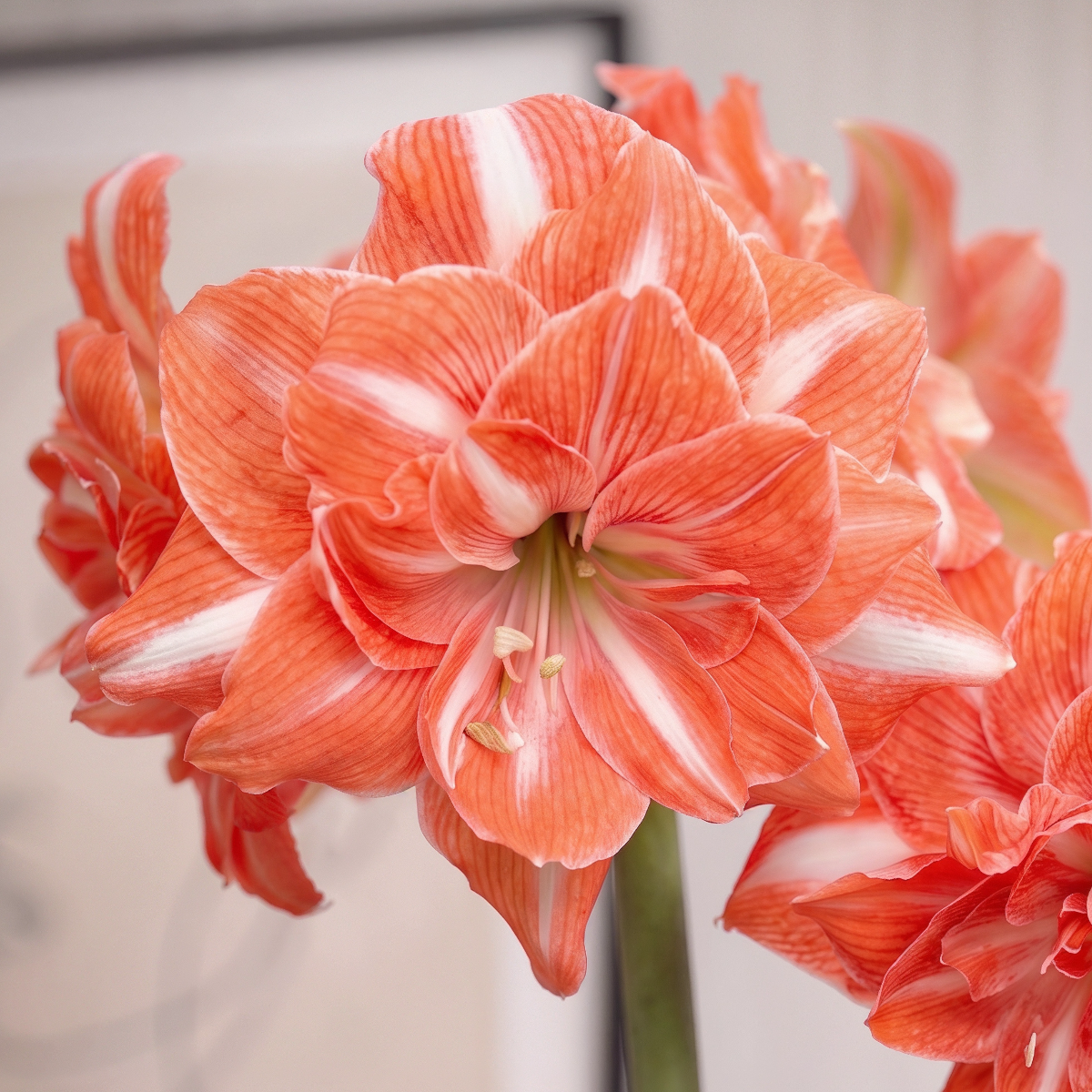 Amaryllis Sunshine Nymph