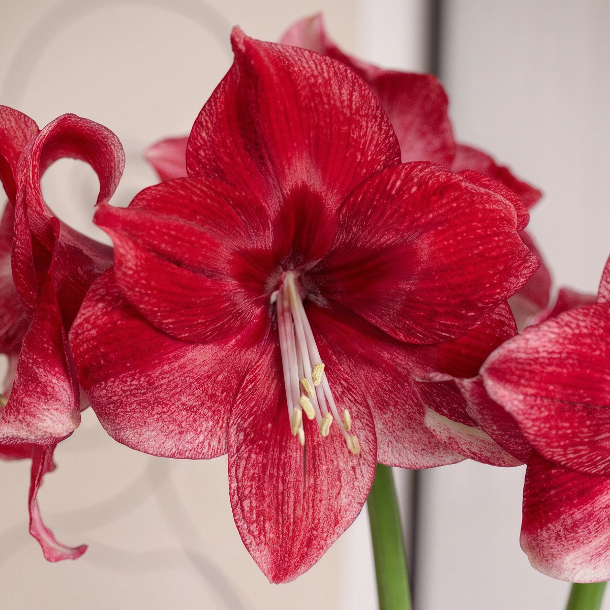 Amaryllis Daphne
