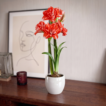 Amaryllis Double Shine
