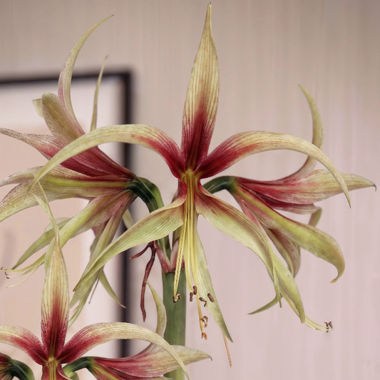 Amaryllis Tarantula