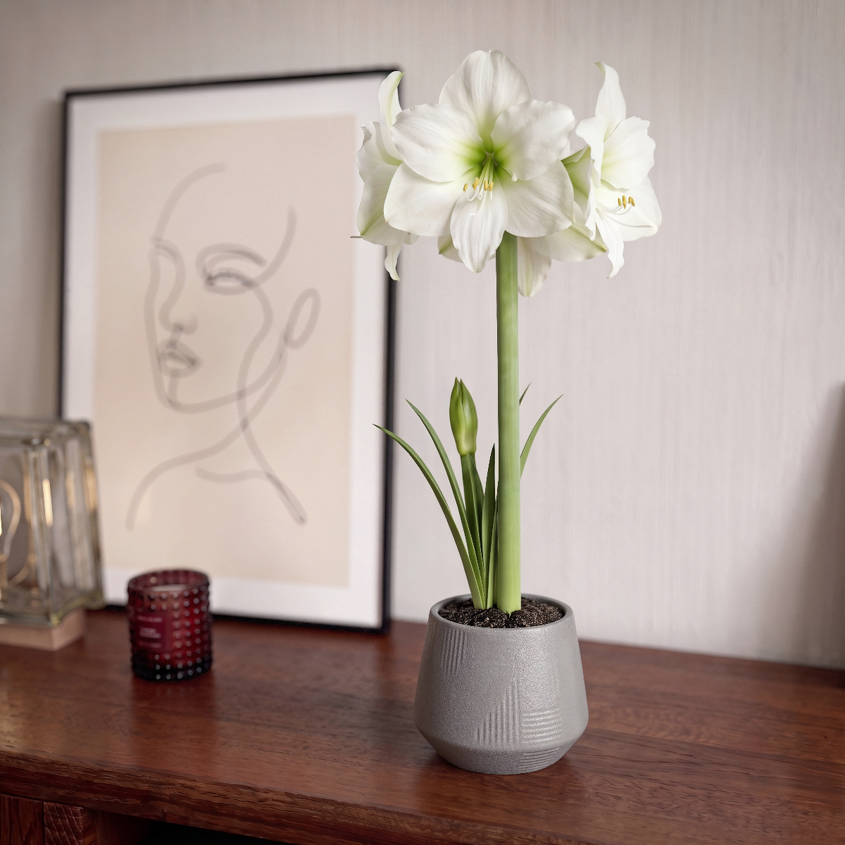 Amaryllis Moscow