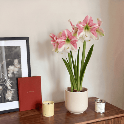 Amaryllis Duet Candy