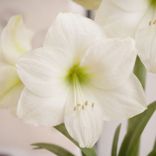 Amaryllis Wedding Dance