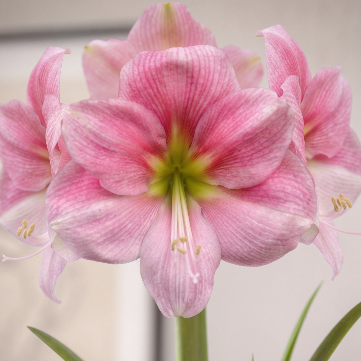 Amaryllis Blushing Bride