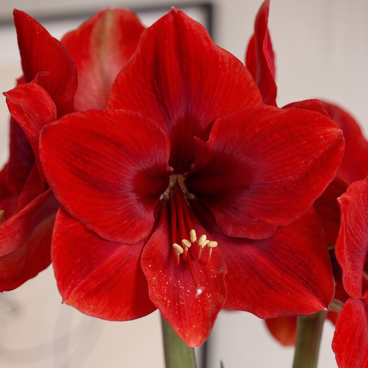 Amaryllis Red Cream