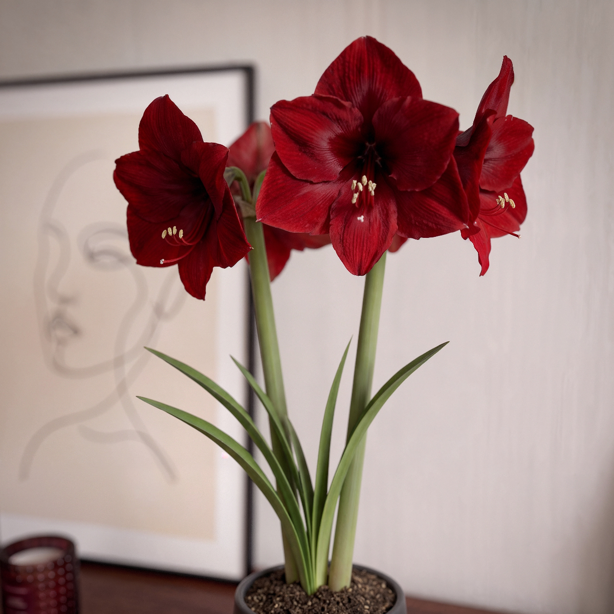 Amaryllis Mandela