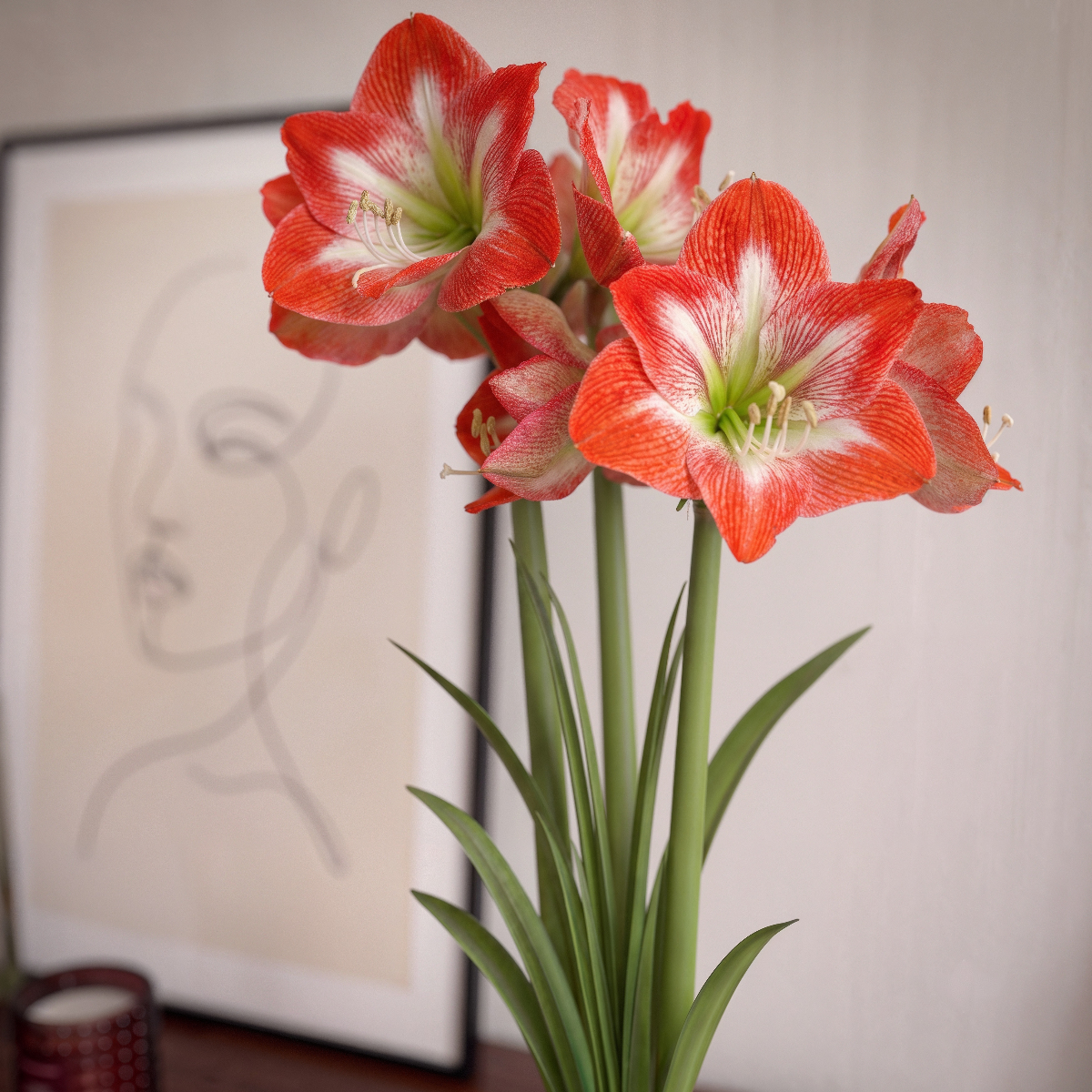 Amaryllis Minerva