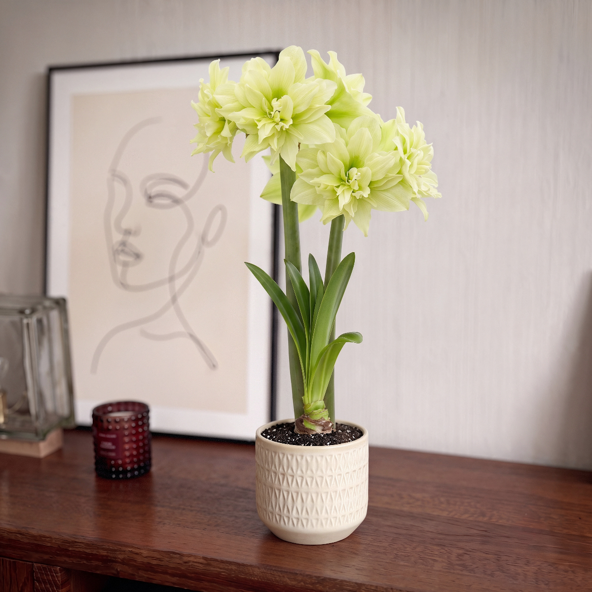 Amaryllis (Hippeastrum) Yellow Crown