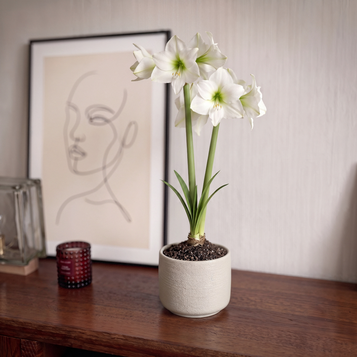 Amaryllis Costa Blanca