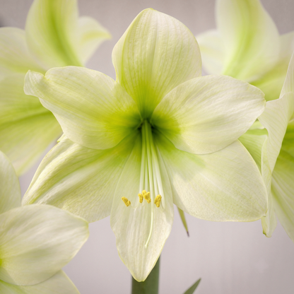 Amaryllis Lemon Sorbet