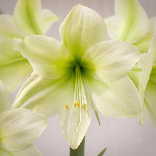 Amaryllis Lemon Sorbet