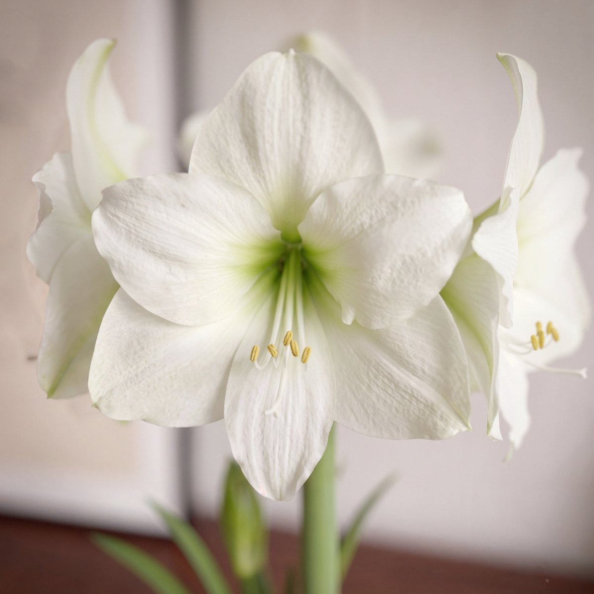 Amaryllis Moscow