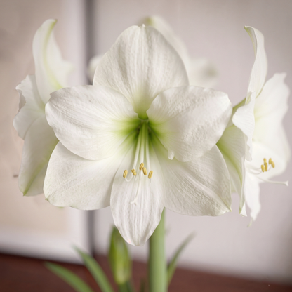 Amaryllis Moscow