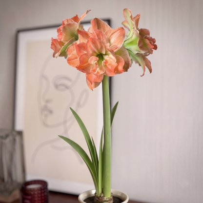 Amaryllis Exotic Nymph
