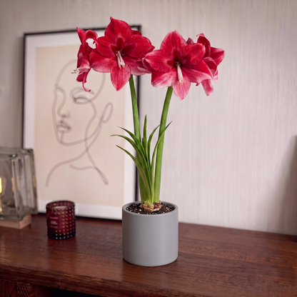 Amaryllis Daphne