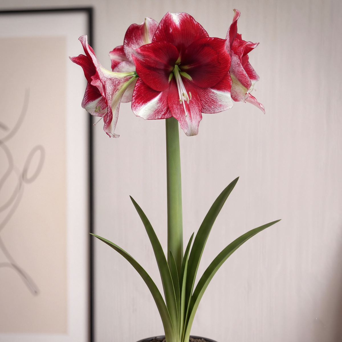 Amaryllis American Dream