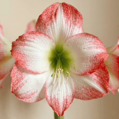 Amaryllis Jester