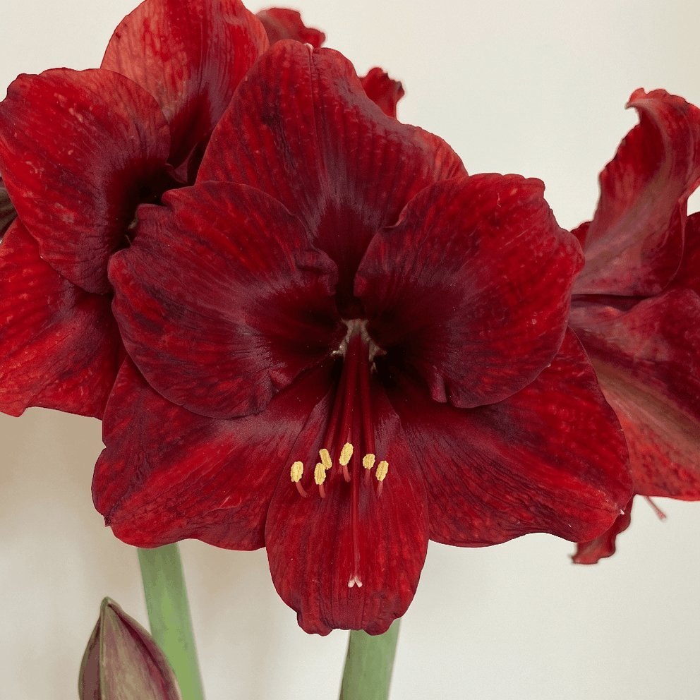 Amaryllis Amarossi