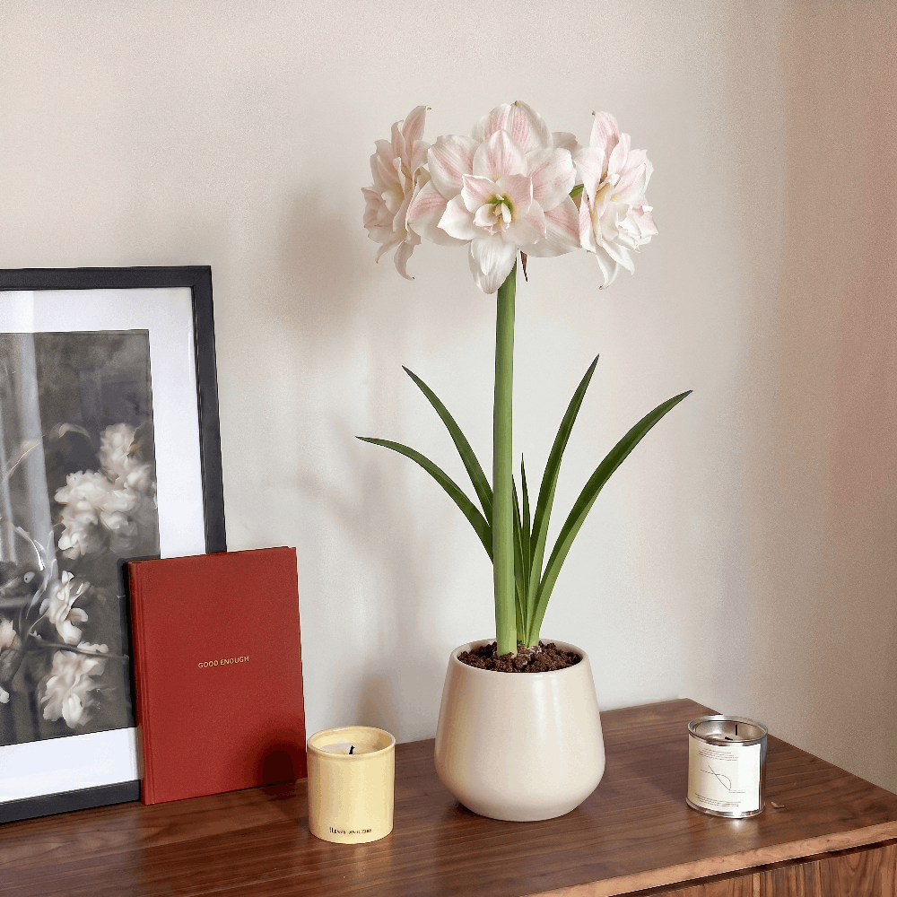 Amaryllis (Hippeastrum) Nr. 1567-1