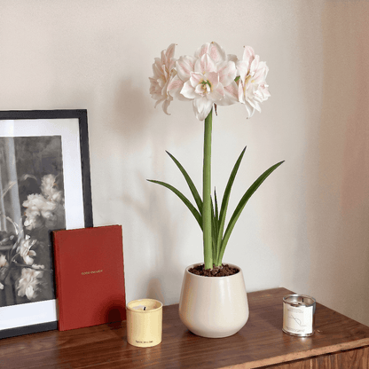 Amaryllis (Hippeastrum) Nr. 1567-1