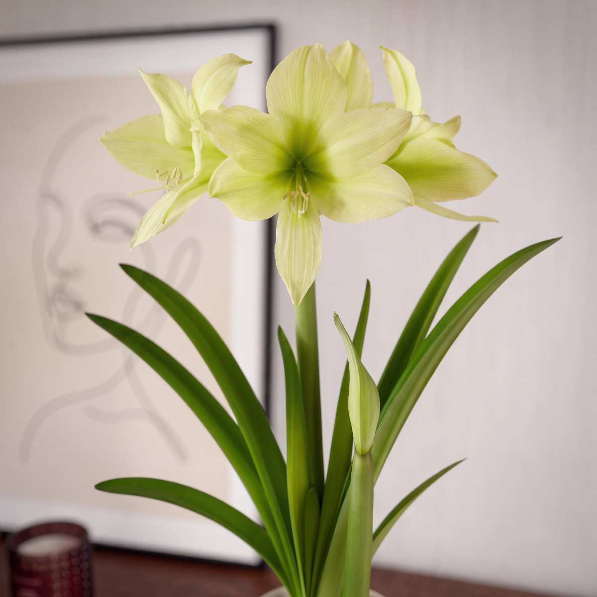 Amaryllis (Hippeastrum) Yellow Star
