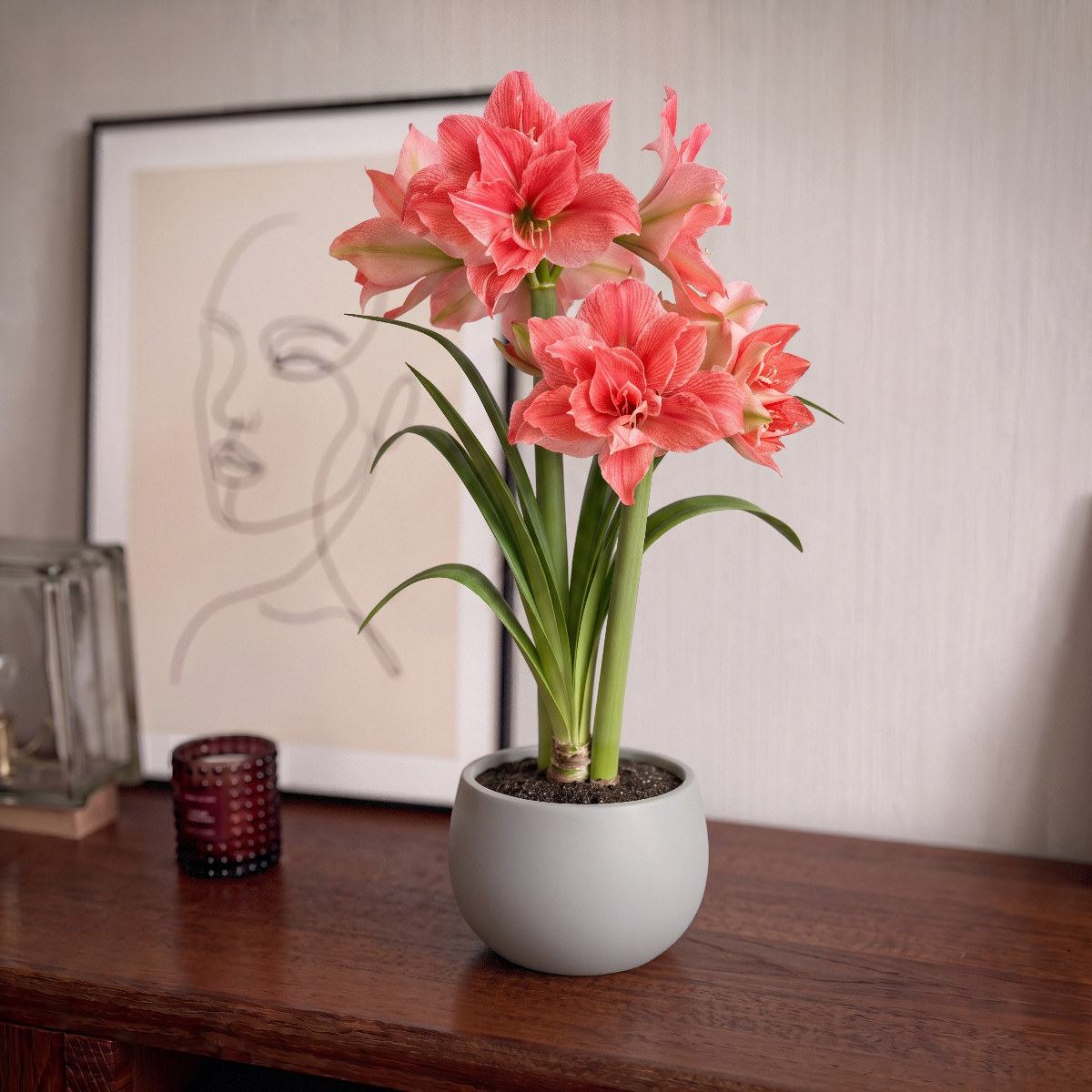 Amaryllis Sweet Nymph