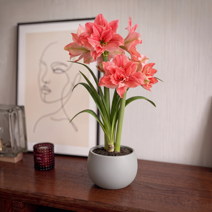 Amaryllis Sweet Nymph