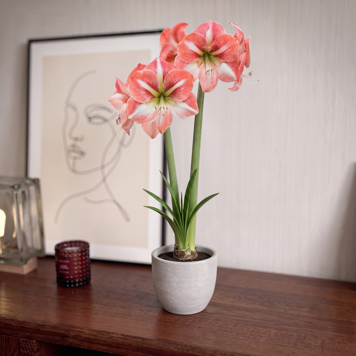 Amaryllis Strong King