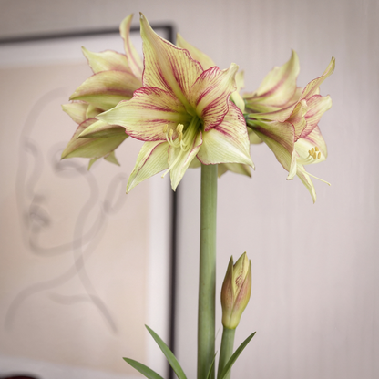Amaryllis Magic Green
