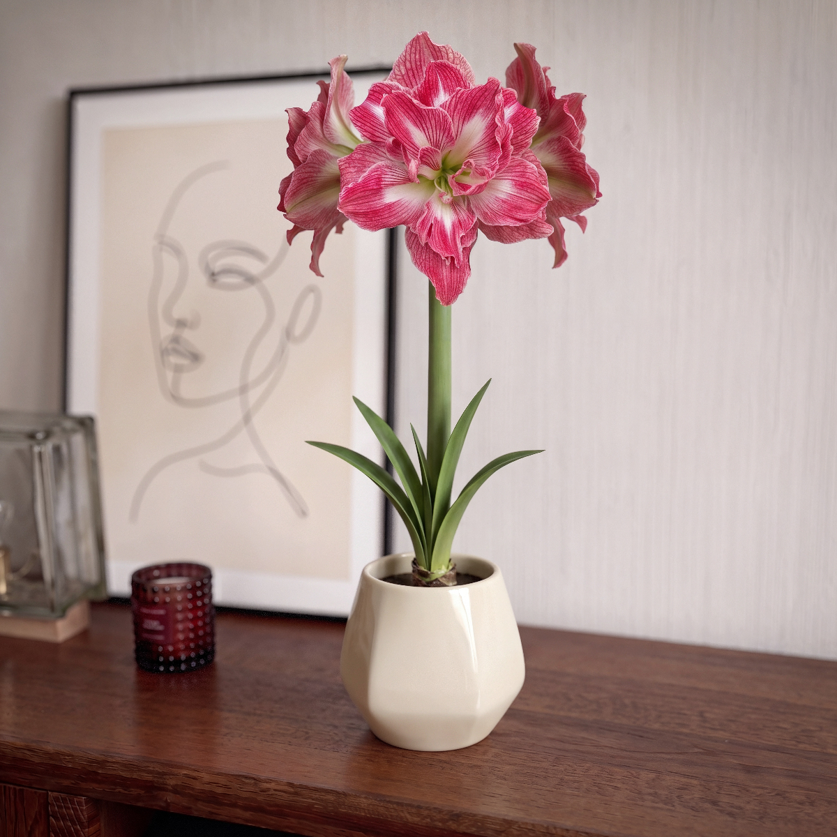 Amaryllis Pretty Nymph