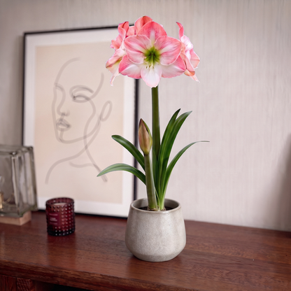Amaryllis Apple Blossom