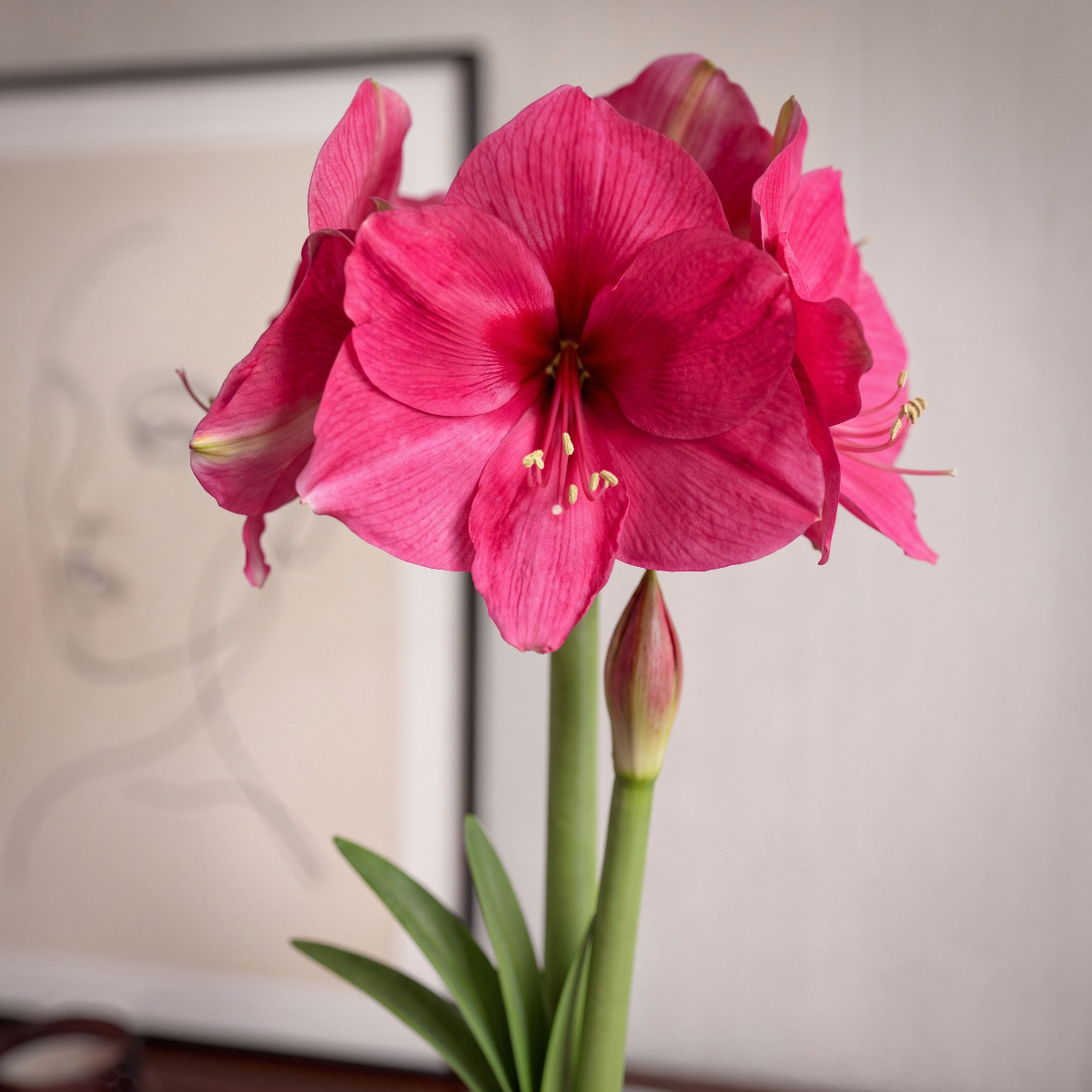 Amaryllis Pink Rival
