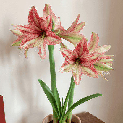 Amaryllis Vincent
