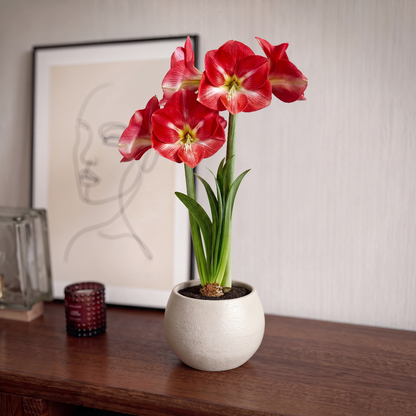 Amaryllis Candy Cream