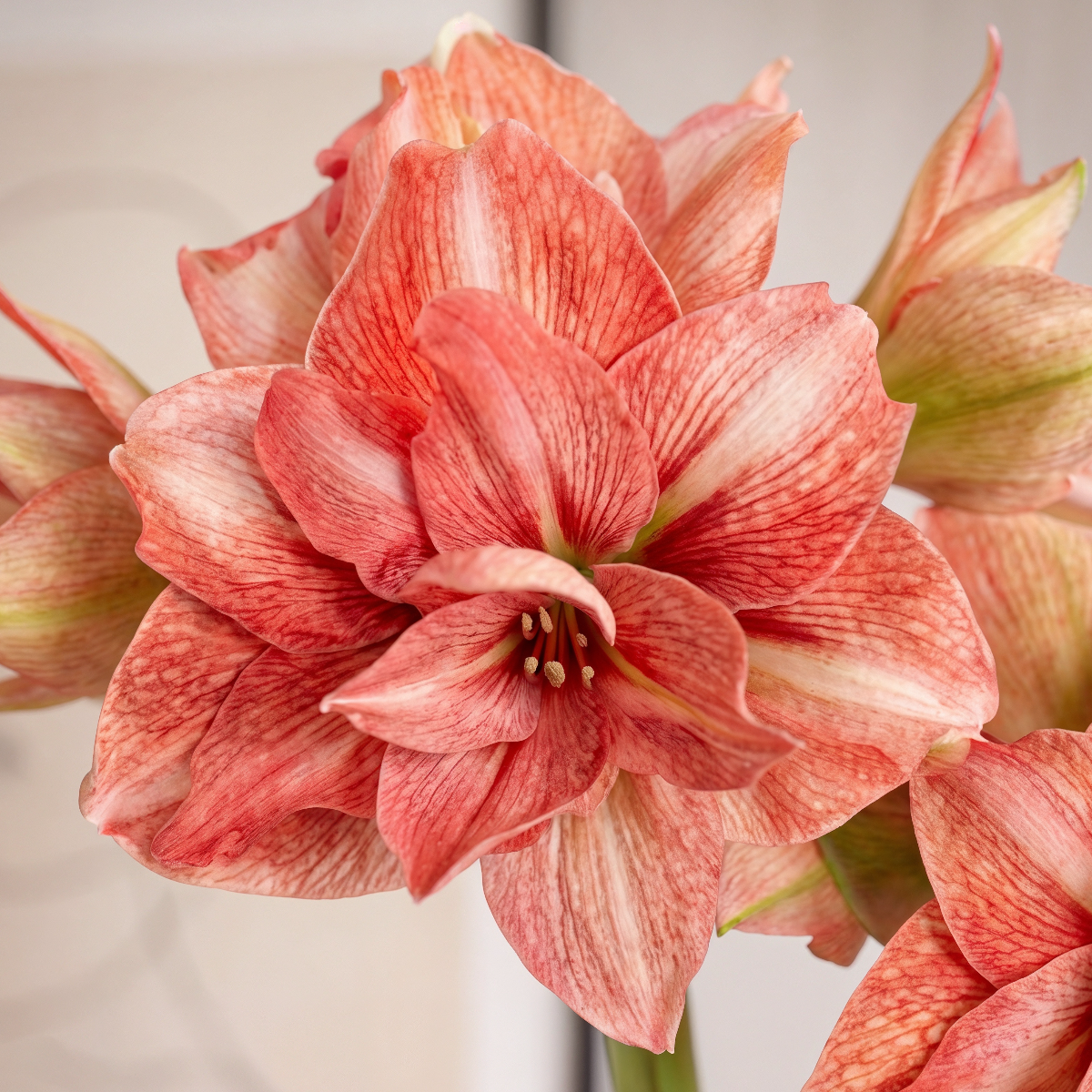 Amaryllis Balance