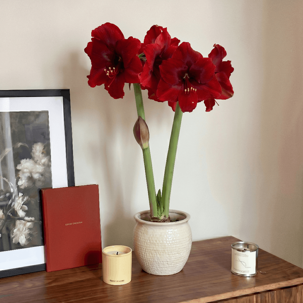 Amaryllis Amarossi